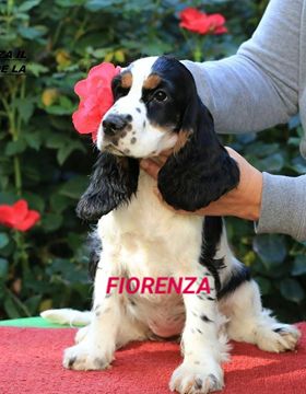 Fiorenza of the marca