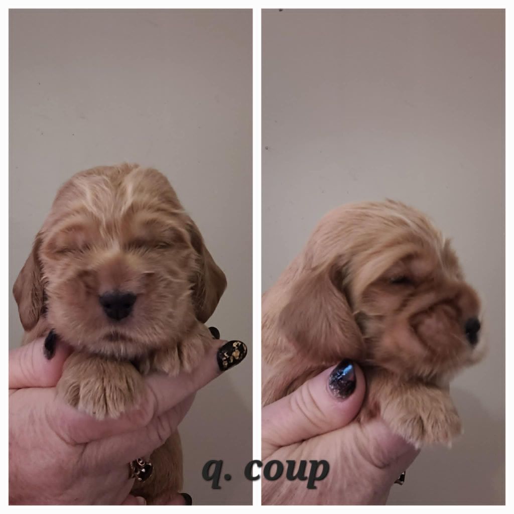 Les Joyaux Du Phare - Chiot disponible  - Cocker Spaniel Anglais