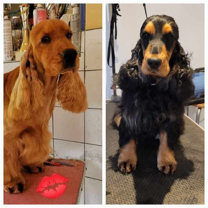 chiot Cocker Spaniel Anglais Les Joyaux Du Phare