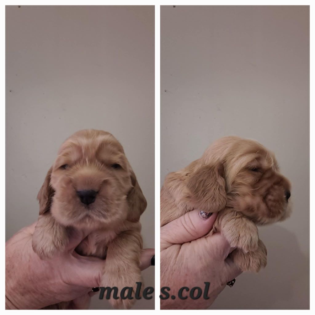 Les Joyaux Du Phare - Chiot disponible  - Cocker Spaniel Anglais