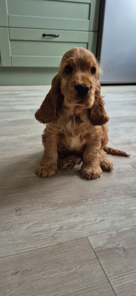 Austeen du domaine de clayeux