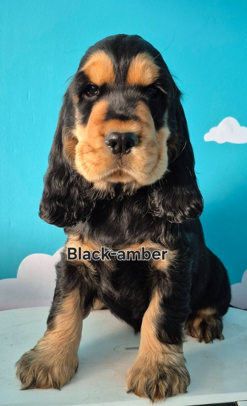 BLACK-AMBER Les Joyaux Du Phare