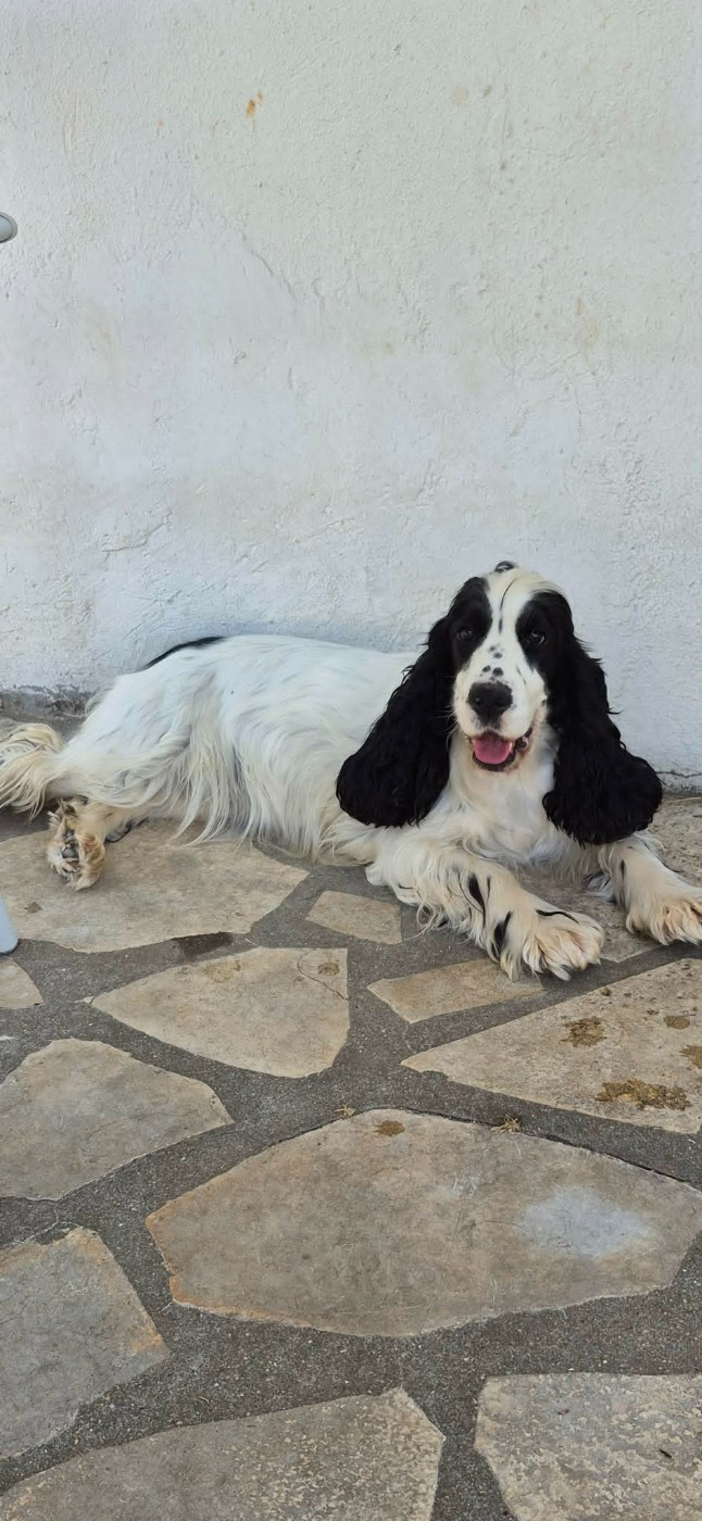 bientot de jolis chiots pluricolore ....