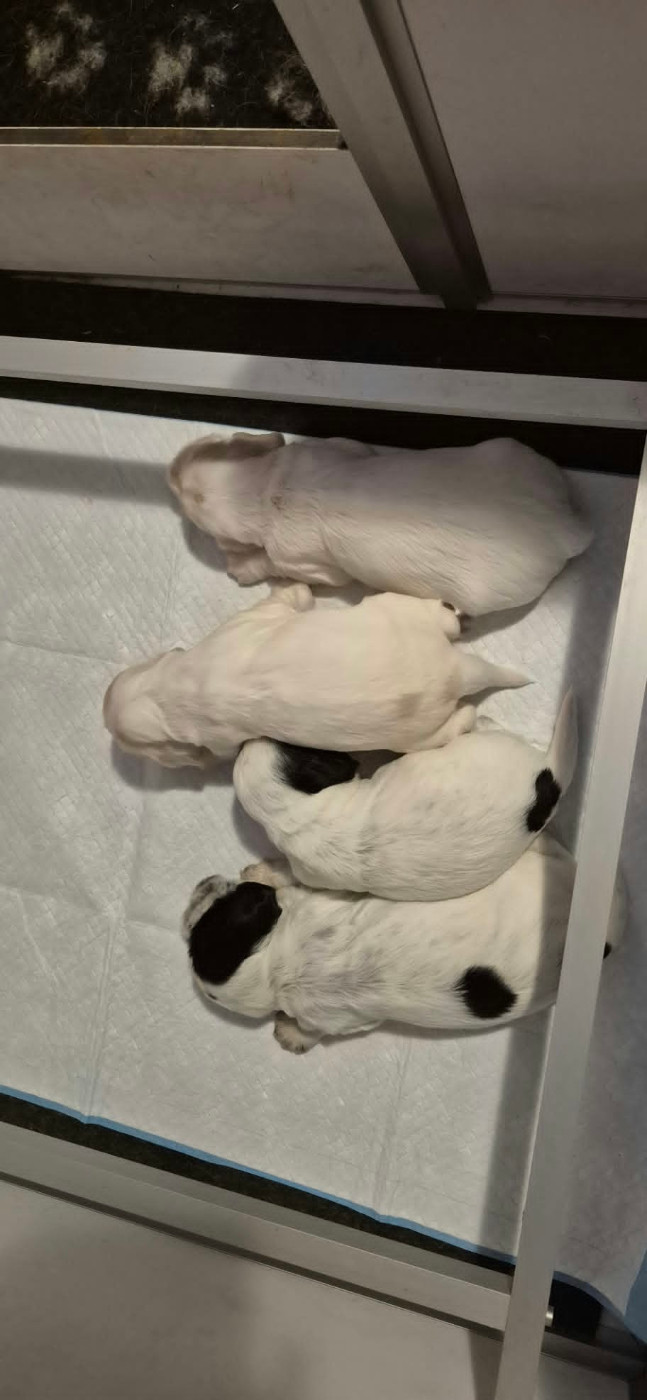 de jolis chiots sont nés