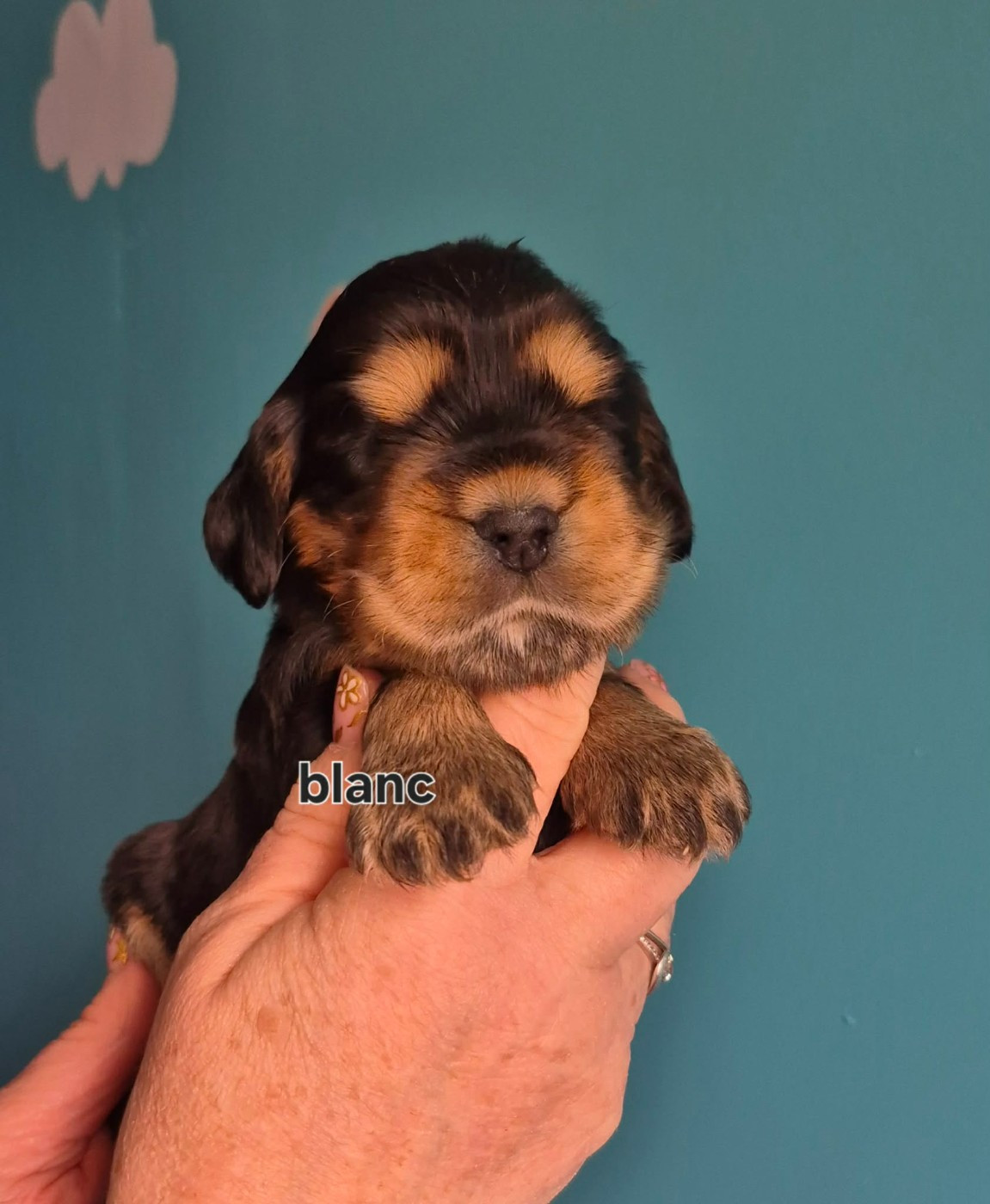 Les Joyaux Du Phare - Chiots disponibles - Cocker Spaniel Anglais