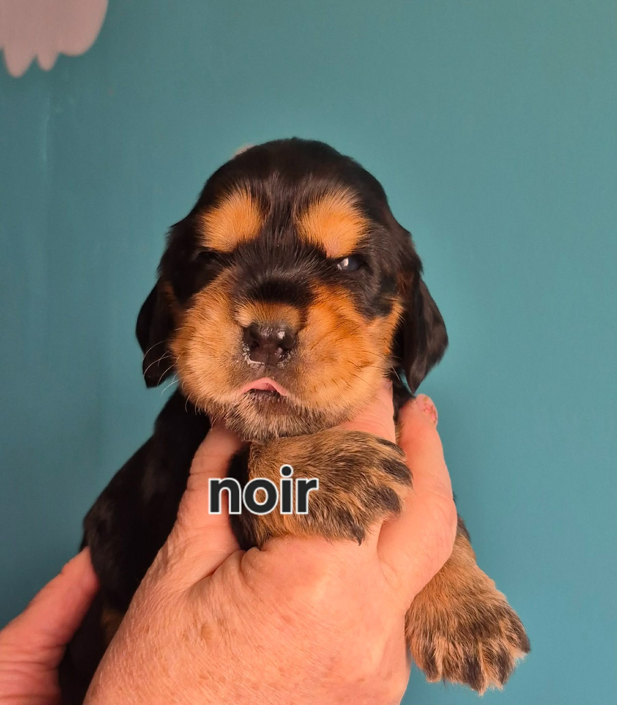 Les Joyaux Du Phare - Chiots disponibles - Cocker Spaniel Anglais