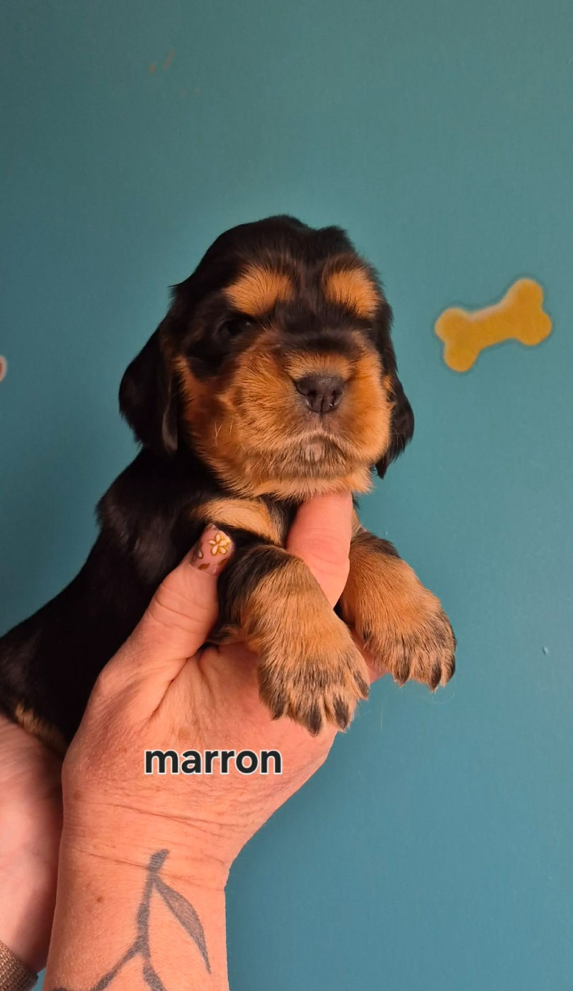 Les Joyaux Du Phare - Chiots disponibles - Cocker Spaniel Anglais