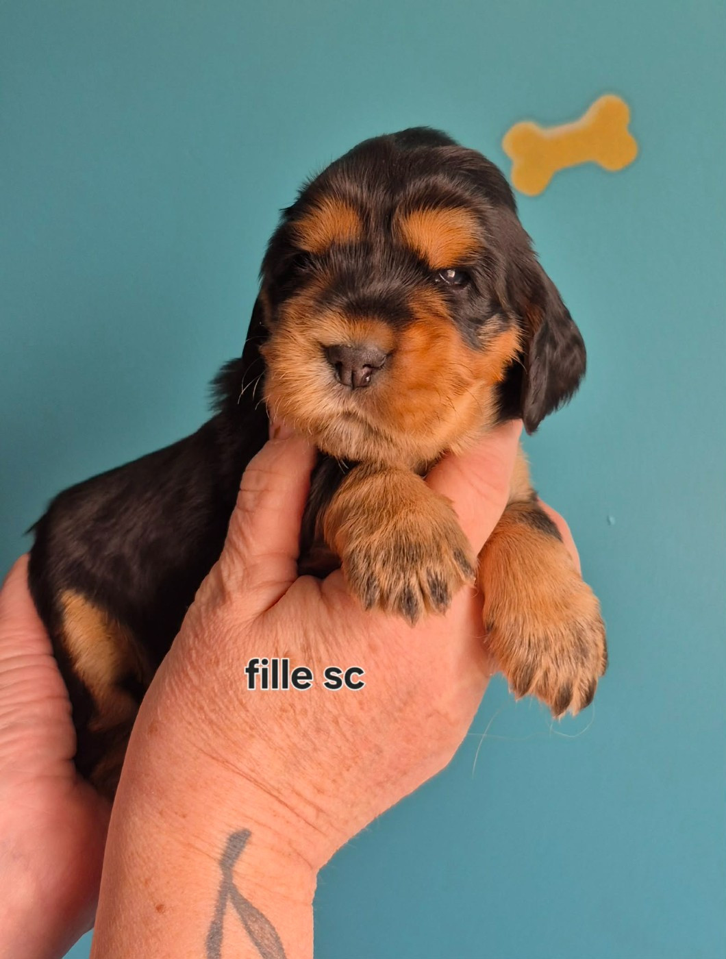 Les Joyaux Du Phare - Chiots disponibles - Cocker Spaniel Anglais