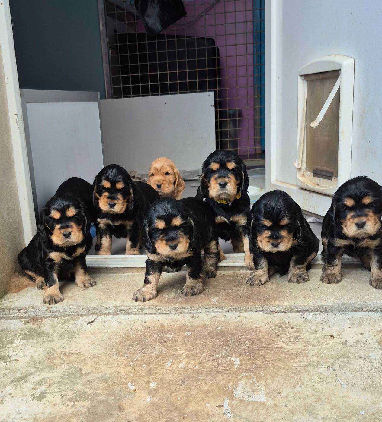 Chiot Cocker Spaniel Anglais Les Joyaux Du Phare