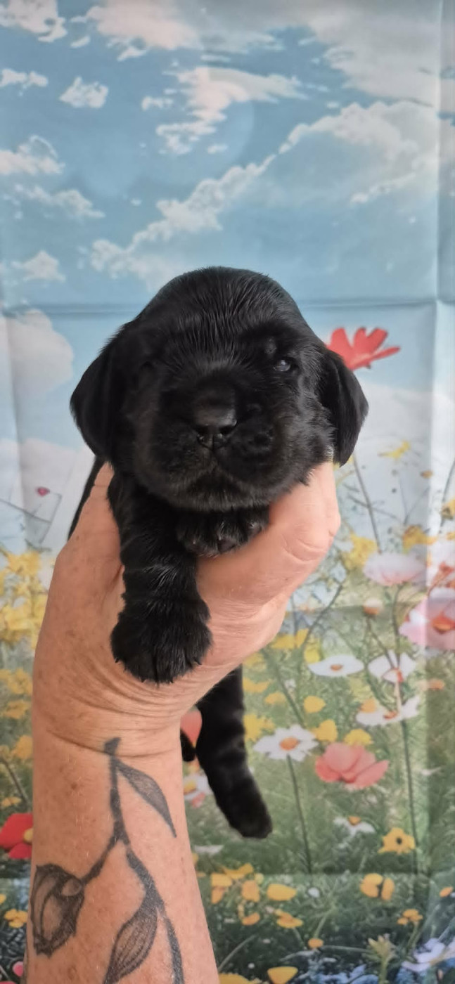 Les Joyaux Du Phare - Chiots disponibles - Cocker Spaniel Anglais