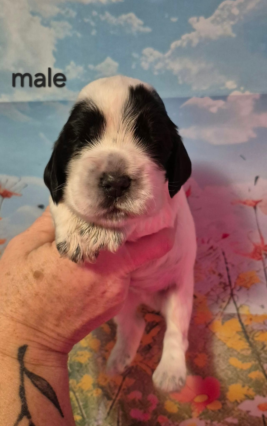 Les Joyaux Du Phare - Chiots disponibles - Cocker Spaniel Anglais